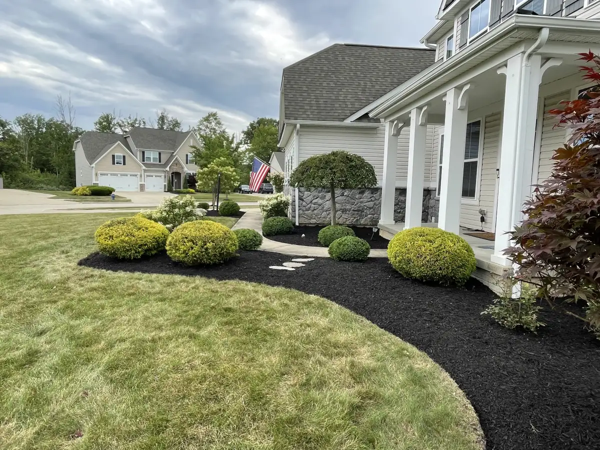 Front yard with shaped boxwoods, fresh mulch, and ornamental trees