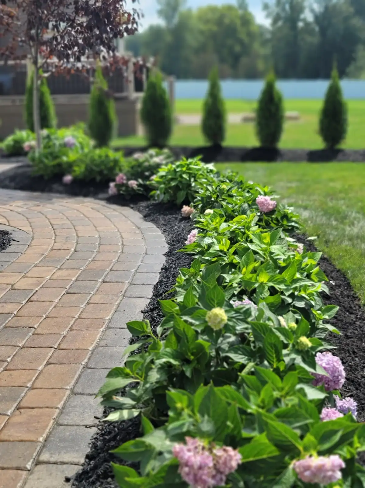 Hydrangea bed along paver walkway with arborvitae row