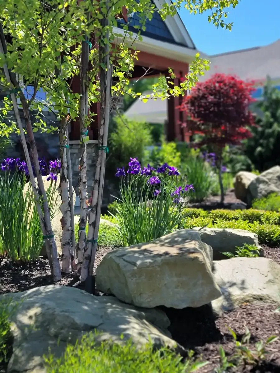 Garden bed with birch trees, purple irises, and decorative boulders