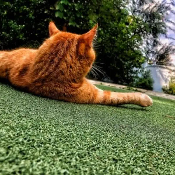 Orange tabby cat relaxing on pet-friendly synthetic turf